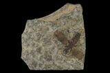 Fossil March Fly (Plecia) - Green River Formation #138475-1